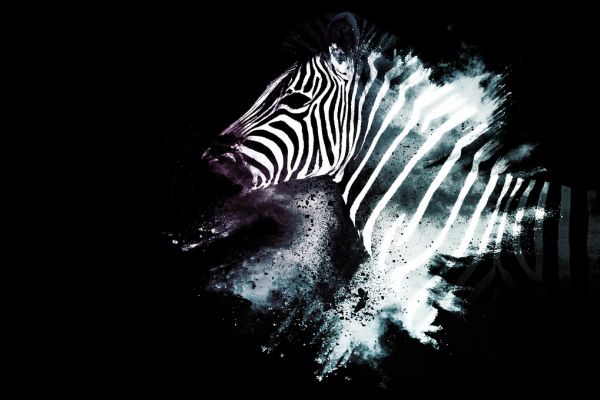 輸入壁紙 カスタム壁紙 PHOTOWALL / Wild Explosion - The Zebra (e328600)