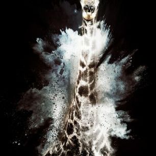 輸入壁紙 カスタム壁紙 PHOTOWALL / Wild Explosion - The Giraffe (e328601)