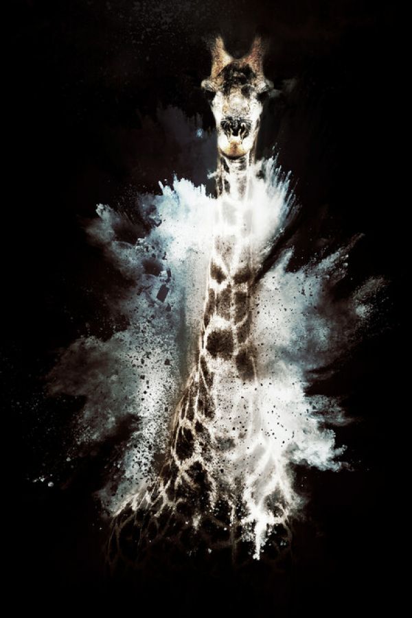 輸入壁紙 カスタム壁紙 PHOTOWALL / Wild Explosion - The Giraffe (e328601)