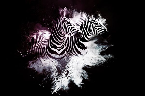 輸入壁紙 カスタム壁紙 PHOTOWALL / Wild Explosion - The Zebras (e328605)