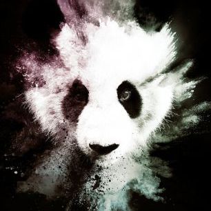 輸入壁紙 カスタム壁紙 PHOTOWALL / Wild Explosion - The Panda (e328608)