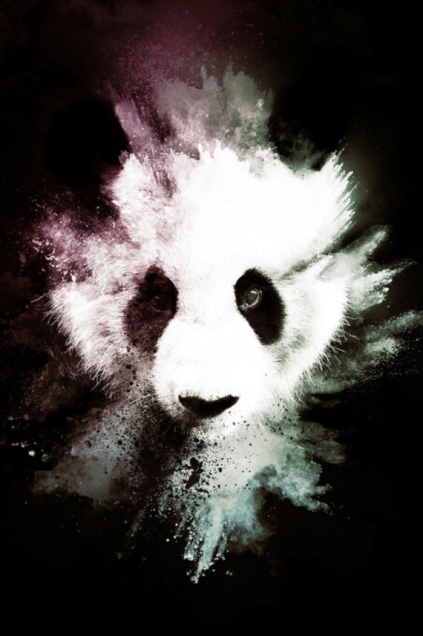 輸入壁紙 カスタム壁紙 PHOTOWALL / Wild Explosion - The Panda (e328608)