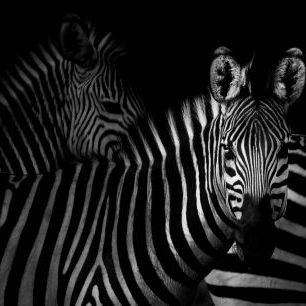 輸入壁紙 カスタム壁紙 PHOTOWALL / Zebras (e328168)