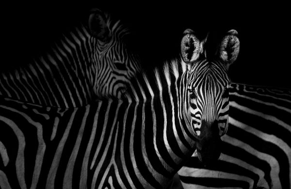 輸入壁紙 カスタム壁紙 PHOTOWALL / Zebras (e328168)