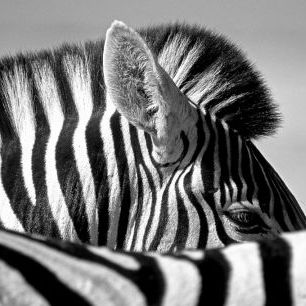 輸入壁紙 カスタム壁紙 PHOTOWALL / Curious Zebra (e328172)