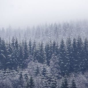 輸入壁紙 カスタム壁紙 PHOTOWALL / Frozen Trees (e328177)