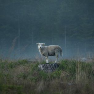 輸入壁紙 カスタム壁紙 PHOTOWALL / Moody Sheep (e328179)