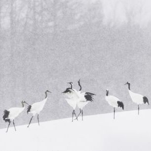 輸入壁紙 カスタム壁紙 PHOTOWALL / Japanese Cranes (e328182)