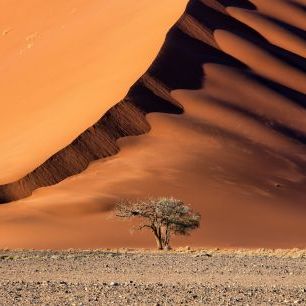 輸入壁紙 カスタム壁紙 PHOTOWALL / Dune and the Tree (e328189)