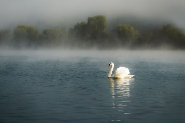 輸入壁紙 カスタム壁紙 PHOTOWALL / Swan in the Lake (e328482)