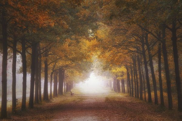 輸入壁紙 カスタム壁紙 PHOTOWALL / Foggy Autumn Dream (e328527)