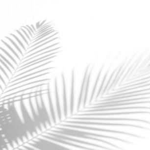 輸入壁紙 カスタム壁紙 PHOTOWALL / Palm Leaves Shadow (e327861)