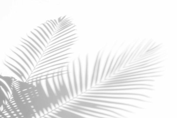 輸入壁紙 カスタム壁紙 PHOTOWALL / Palm Leaves Shadow (e327861)