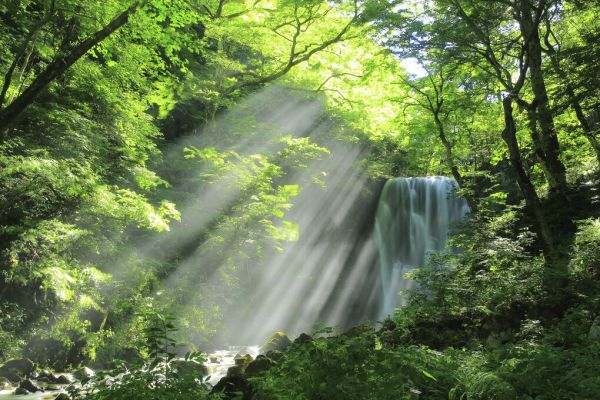 輸入壁紙 カスタム壁紙 PHOTOWALL / Forest Waterfall (e327896)