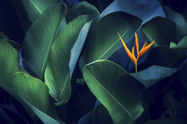 輸入壁紙 カスタム壁紙 PHOTOWALL / Tropical Leaves and Flower (e327901)