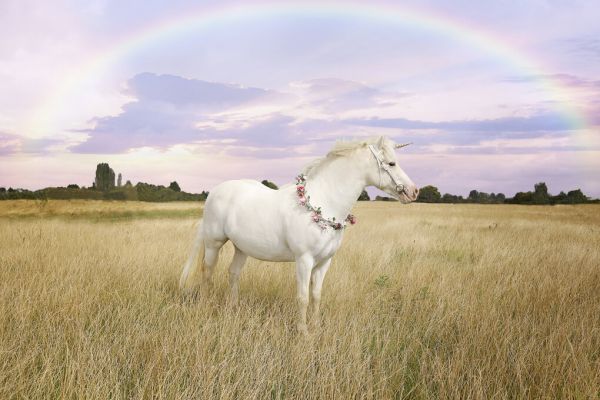 輸入壁紙 カスタム壁紙 PHOTOWALL / Unicorn and Rainbow (e327902)
