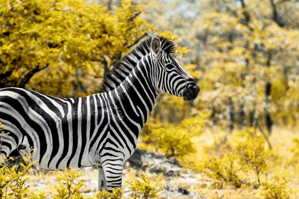 輸入壁紙 カスタム壁紙 PHOTOWALL / Awesome South Africa - Burchell&#039;s Zebra (e328617)