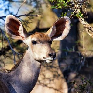 輸入壁紙 カスタム壁紙 PHOTOWALL / Awesome South Africa - Nyala Antelope (e328618)
