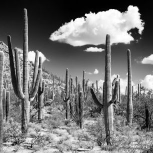 輸入壁紙 カスタム壁紙 PHOTOWALL / Black Arizona - Cactus Forest (e328621)
