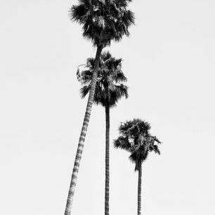輸入壁紙 カスタム壁紙 PHOTOWALL / Black California - Hollywood Palm Trees (e328629)