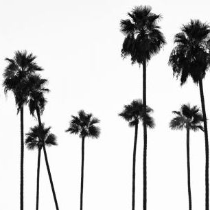 輸入壁紙 カスタム壁紙 PHOTOWALL / Black California - Palm Trees L.A (e328631)