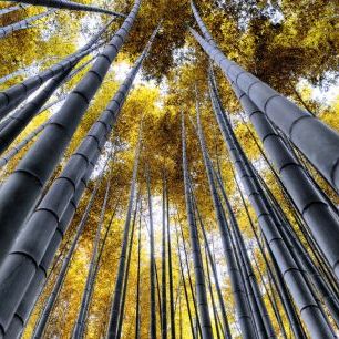 輸入壁紙 カスタム壁紙 PHOTOWALL / Japan Rising Sun - Bamboo Forest Kyoto (e328658)