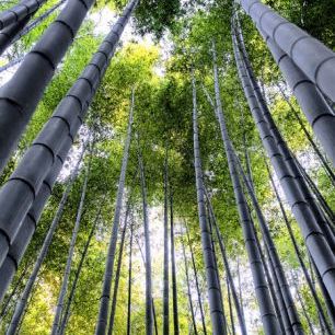 輸入壁紙 カスタム壁紙 PHOTOWALL / Japan Rising Sun - Bamboo Forest Kyoto II (e328659)
