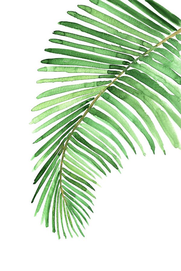 輸入壁紙 カスタム壁紙 PHOTOWALL / Watercolor Palm Leaves (e325791)