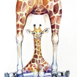 輸入壁紙 カスタム壁紙 PHOTOWALL / Gorgeous Giraffes (e329655)