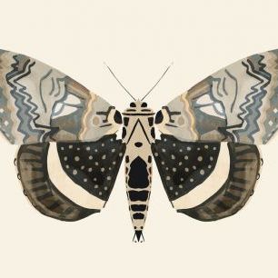 輸入壁紙 カスタム壁紙 PHOTOWALL / Neutral Moth (e327552)