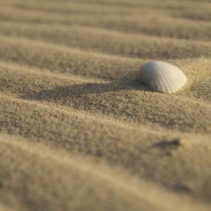 輸入壁紙 カスタム壁紙 PHOTOWALL / Sand and Shell (e331479)