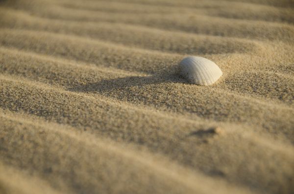 輸入壁紙 カスタム壁紙 PHOTOWALL / Sand and Shell (e331479)