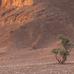 輸入壁紙 カスタム壁紙 PHOTOWALL / Tree in Desert (e331481)