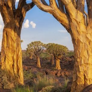 輸入壁紙 カスタム壁紙 PHOTOWALL / Desert Trees (e331495)