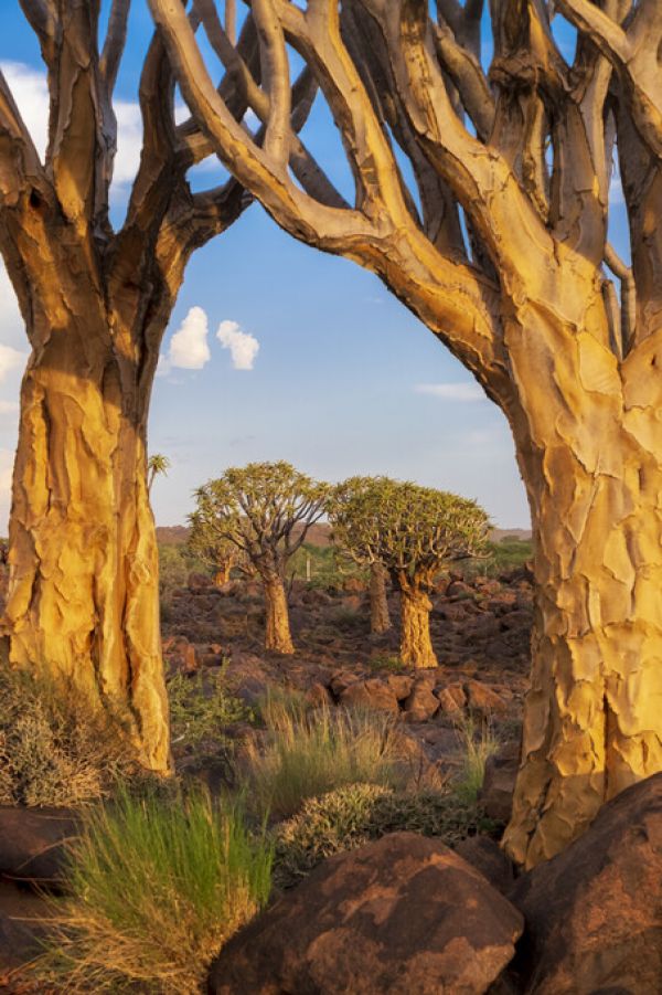 輸入壁紙 カスタム壁紙 PHOTOWALL / Desert Trees (e331495)