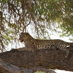 輸入壁紙 カスタム壁紙 PHOTOWALL / Leopard Resting (e331530)