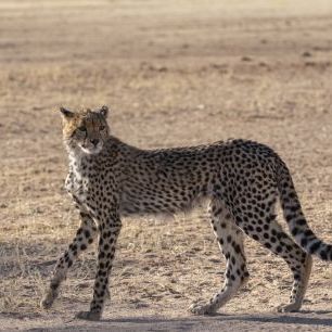 輸入壁紙 カスタム壁紙 PHOTOWALL / Cheetah (e331536)