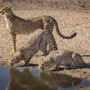 輸入壁紙 カスタム壁紙 PHOTOWALL / Cheetah Drinking (e331537)