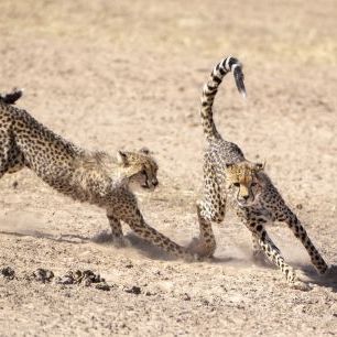 輸入壁紙 カスタム壁紙 PHOTOWALL / Running Cheetah (e331538)