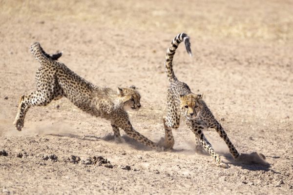 輸入壁紙 カスタム壁紙 PHOTOWALL / Running Cheetah (e331538)