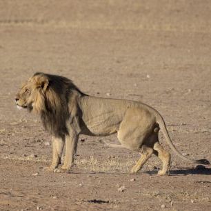 輸入壁紙 カスタム壁紙 PHOTOWALL / Lion Stalking (e331540)