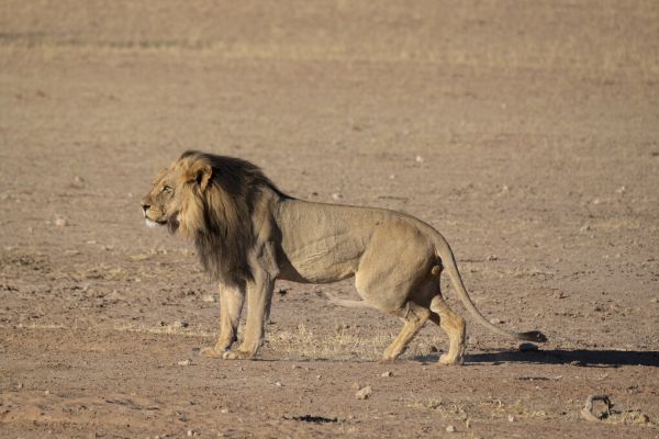 輸入壁紙 カスタム壁紙 PHOTOWALL / Lion Stalking (e331540)