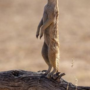輸入壁紙 カスタム壁紙 PHOTOWALL / Meerkat Standing (e331543)