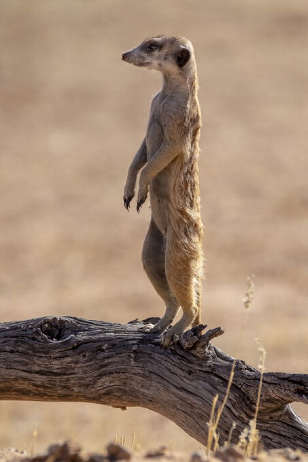輸入壁紙 カスタム壁紙 PHOTOWALL / Meerkat Standing (e331543)