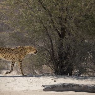輸入壁紙 カスタム壁紙 PHOTOWALL / Cheetah Walking (e331549)