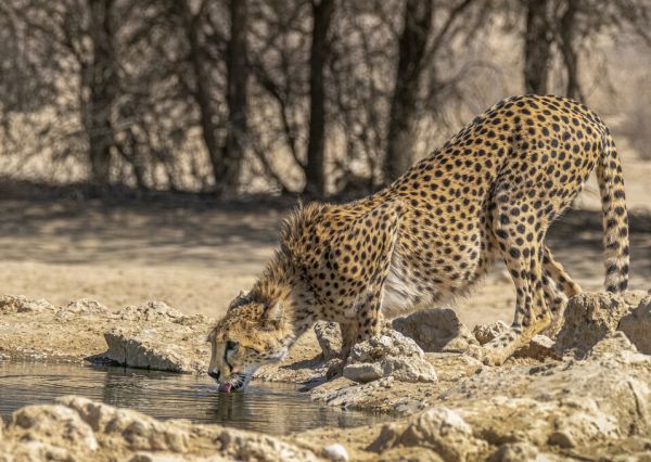 輸入壁紙 カスタム壁紙 PHOTOWALL / Cheetah Drinking II (e331550)