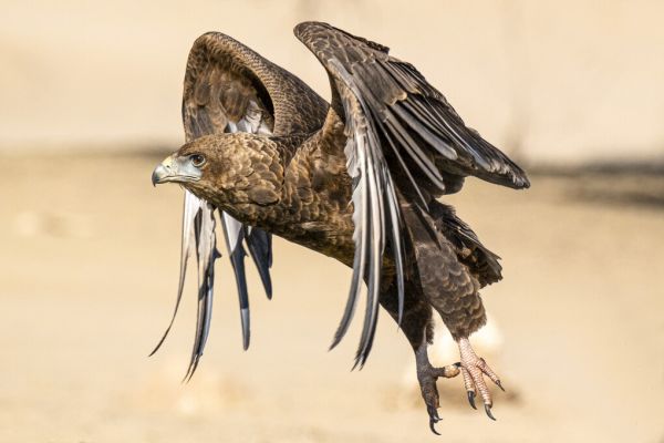 輸入壁紙 カスタム壁紙 PHOTOWALL / Hawk Flying (e331551)