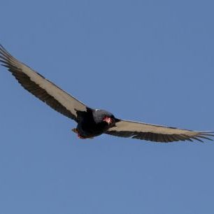 輸入壁紙 カスタム壁紙 PHOTOWALL / Condor Flying (e331561)