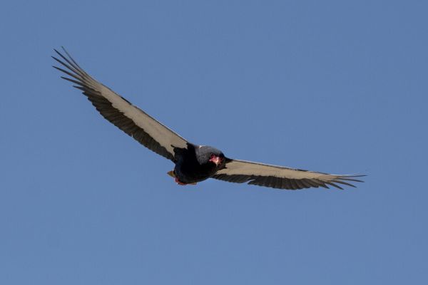 輸入壁紙 カスタム壁紙 PHOTOWALL / Condor Flying (e331561)