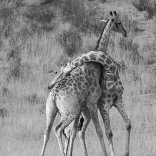 輸入壁紙 カスタム壁紙 PHOTOWALL / Giraffes (e331563)